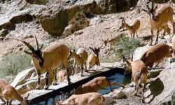 حیات وحش استان البرز در آرامش کامل