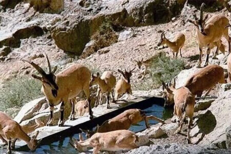 حیات وحش استان البرز در آرامش کامل