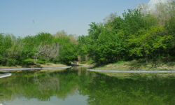 البرز ۱۱ هزار هکتار جنگل دست‌کاشت دارد