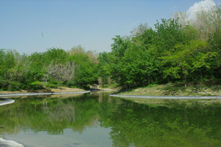 البرز ۱۱ هزار هکتار جنگل دست‌کاشت دارد