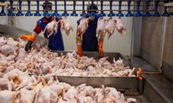 برنامه ریزی برای تامین تقاضای گوشت مرغ در پی ورود هم میهنان به گیلان
