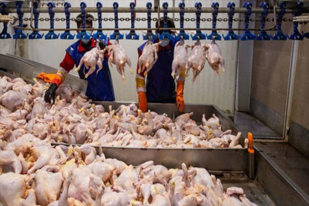 برنامه ریزی برای تامین تقاضای گوشت مرغ در پی ورود هم میهنان به گیلان