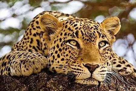 مشاهده یک قلاده پلنگ در  استان البرز