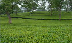 واریز ۶۱۴ میلیارد تومانی بهای برگ سبز به حساب چایکاران