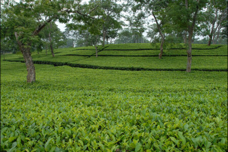 واریز ۶۱۴ میلیارد تومانی بهای برگ سبز به حساب چایکاران